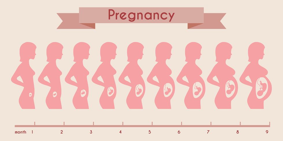 Baby Growth Chart Month By Month In Womb